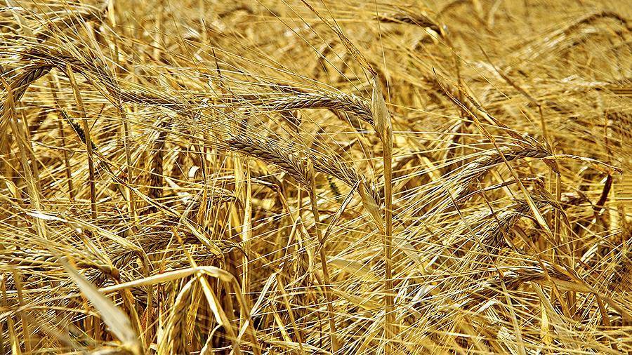 Ростовская область увеличила производство зерновых