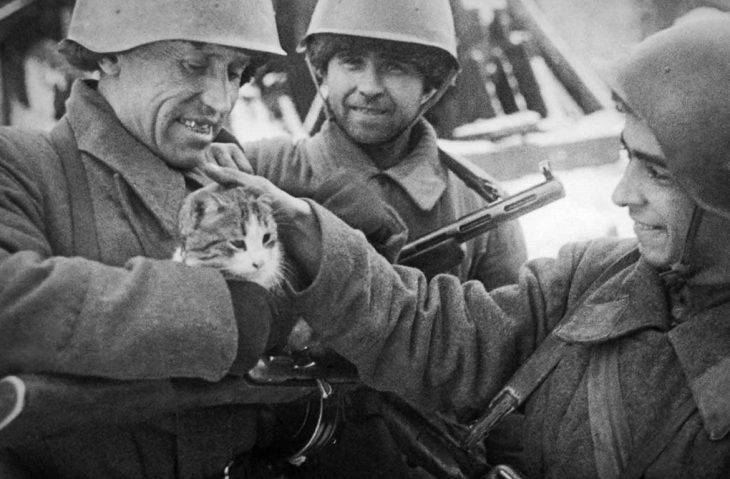 Зачем русские солдаты держали в окопах кошек | Русская семерка
