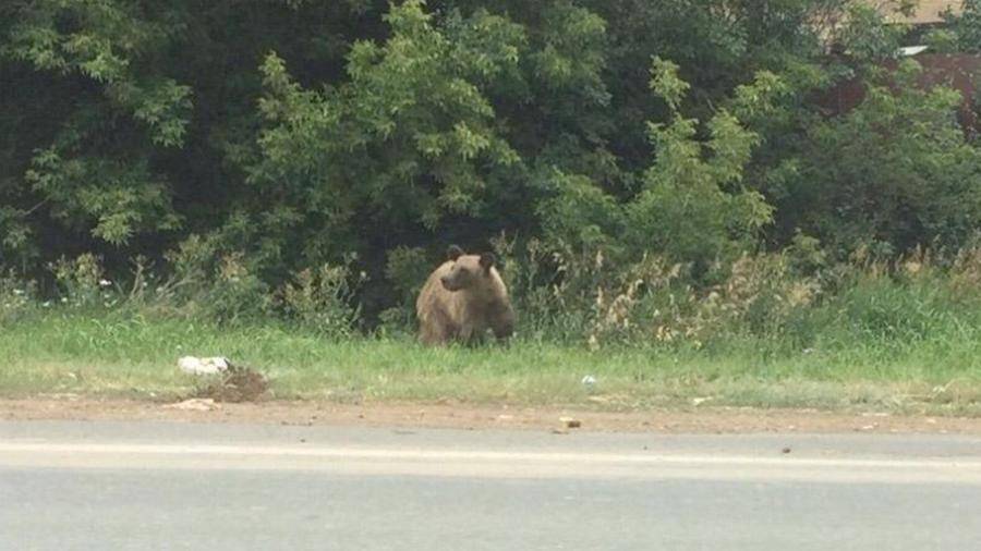 Оренбургская медведица попыталась сбежать по пути в Ингушетию