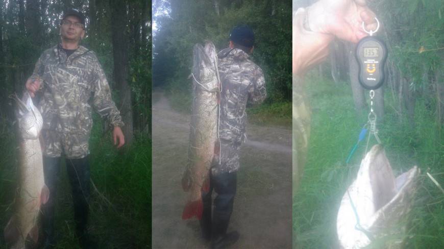 Житель Новосибирска поймал щуку-гиганта весом более 13 килограммов
