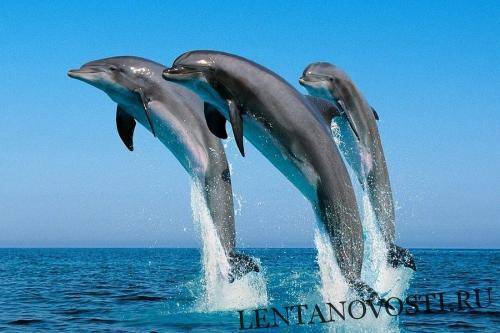 У берегов Тосканы массово гибнут голодные киты и дельфины