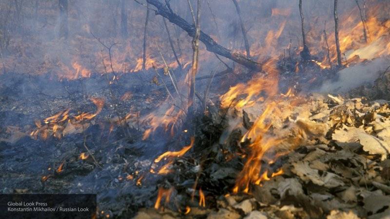 Лесные пожары в Иркутской области устраивались, чтобы скрыть незаконную вырубку