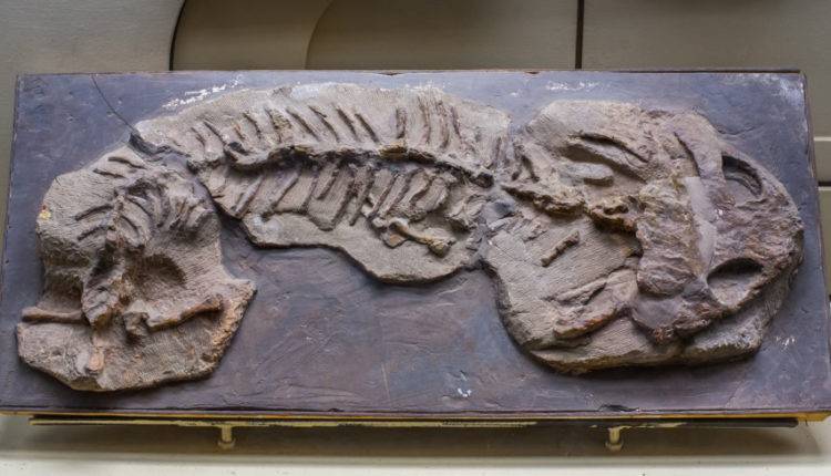 В Южной Африке найдены кости одного из первых динозавров