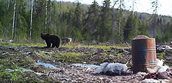 Медведей в Коми в три раза больше, чем волков