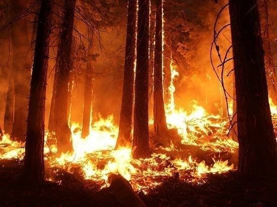 Генпрокуратура заявила о намеренных поджогах лесов в Приангарье