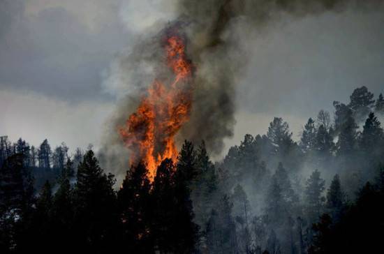 В Генпрокуратуре заявили о намеренных поджогах лесов в Приангарье