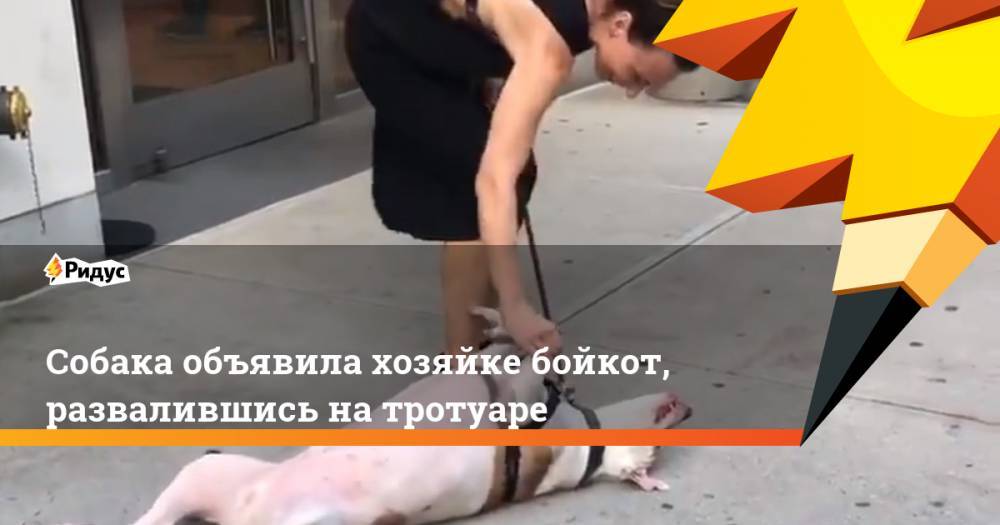 Собака объявила хозяйке бойкот, развалившись на тротуаре. Ридус