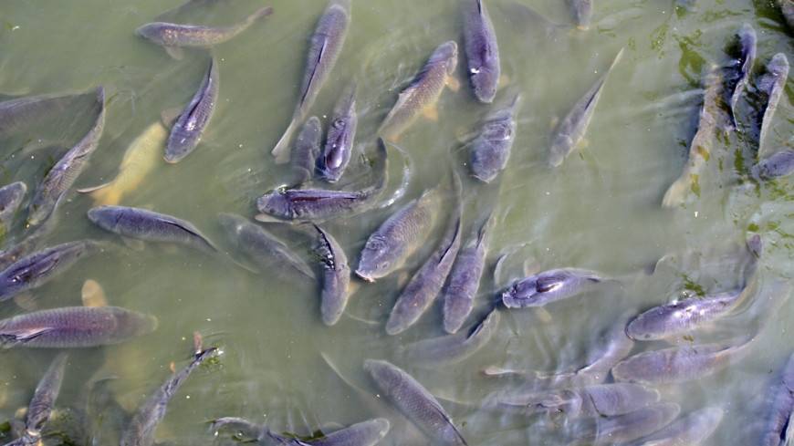 В одном из сел Башкирии зафиксировали массовую гибель рыбы