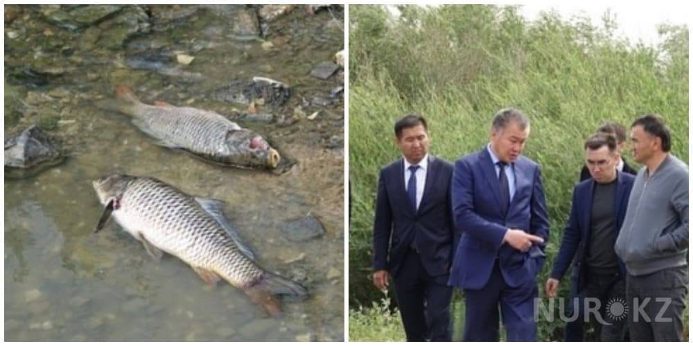 За гибель рыбы коммунальное предприятие выплатит 1,5 млн тенге в Жезказгане