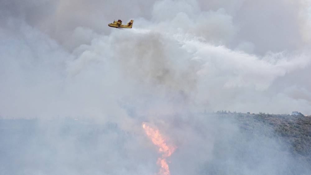 "Драконовские меры" против чиновников и черных лесорубов. Можно ли спасти леса России от пожаров?