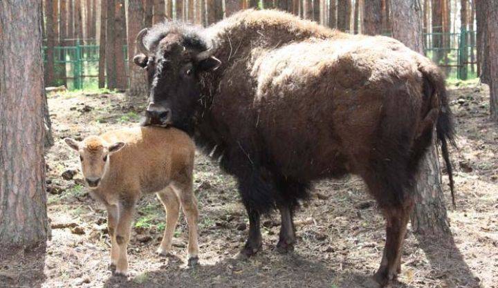 У пары бизонов в воронежском зоопитомнике родился детёныш - Новости Воронежа