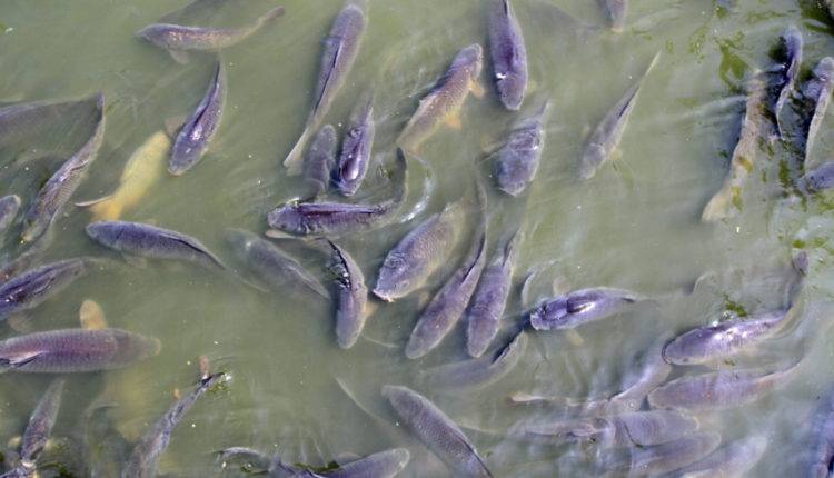 В одном из сел Башкирии зафиксировали массовую гибель рыбы