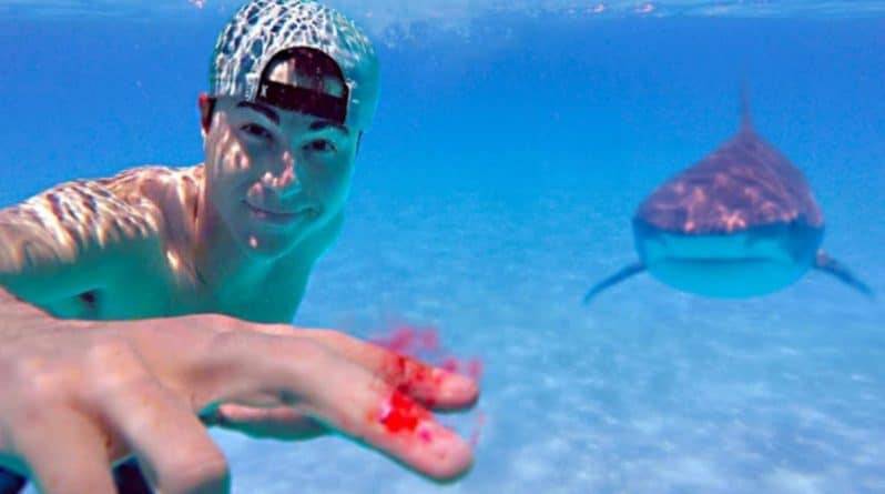 Видео: блогер опытным путем проверил, могут ли акулы почуять кровь за несколько километров