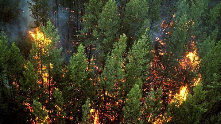 277 уголовных дел возбуждено по фактам лесных пожаров в Сибири и на Дальнем Востоке