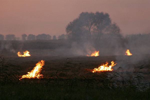 Российские ученые придумали систему, предсказывающую лесные пожары