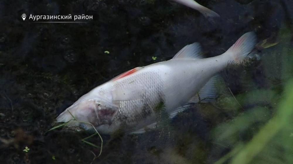 В Башкирии расследуют причины массовой гибели рыбы в пруду села Толбазы