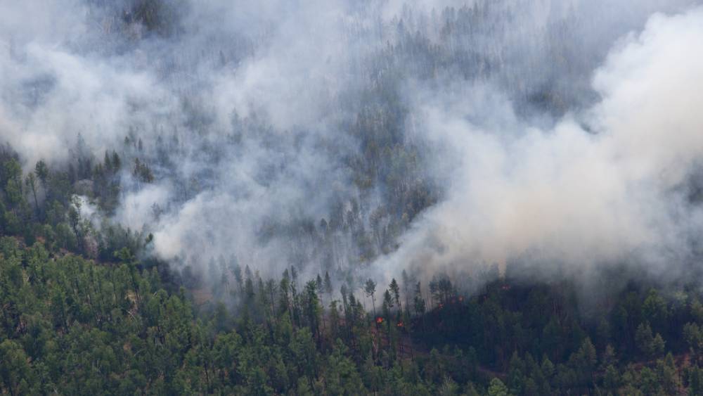 "В костер!": Проблему с поджигателями сибирских лесов призвали решать кардинально