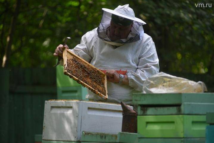 Столичный зоопарк обзавелся гостиницей для пчел, оставшихся без жилья