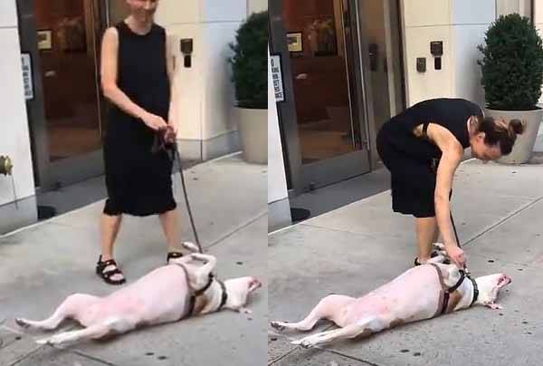 Видео с упрямым псом на улице неожиданно собрало миллионы просмотров