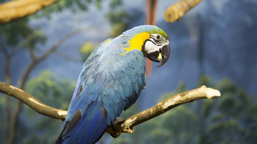 Останки огромного попугая обнаружили ученые в Новой Зеландии