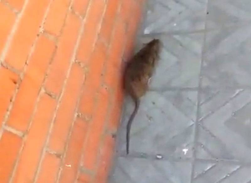 В Улан-Удэ жители микрорайона Шишковка жалуются на крыс