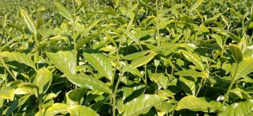 В Адыгее убирают урожай самого северного в мире чая