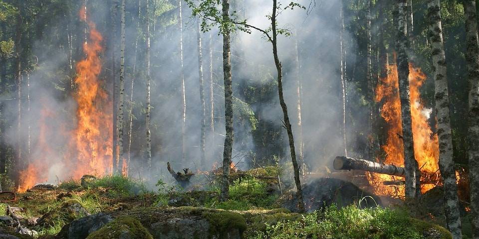Пожары в Сибири: генпрокуратура заявила о намеренных поджогах