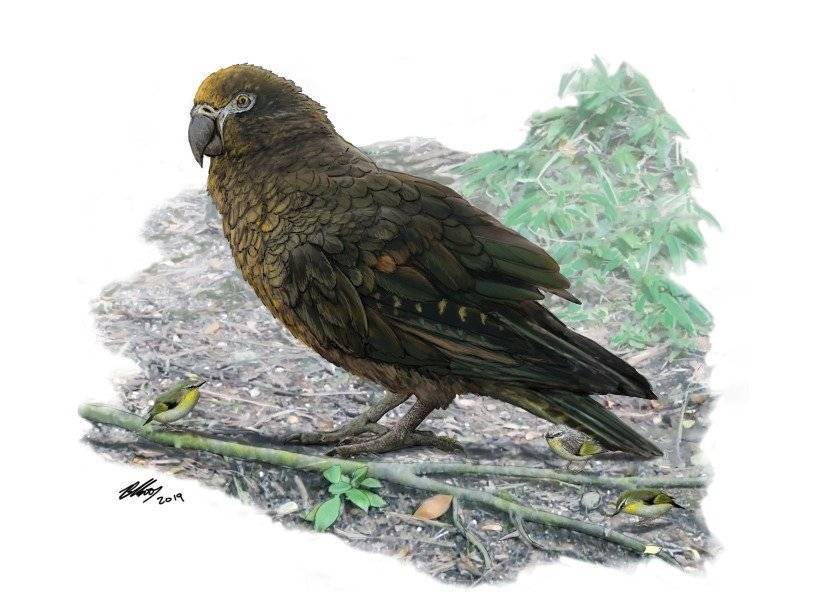 Крупнейший в истории попугай жил 19 миллионов лет назад в Новой Зеландии