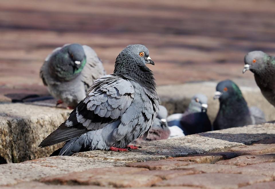 Появилась официальная версия от чего умерли голуби в центре Астрахани