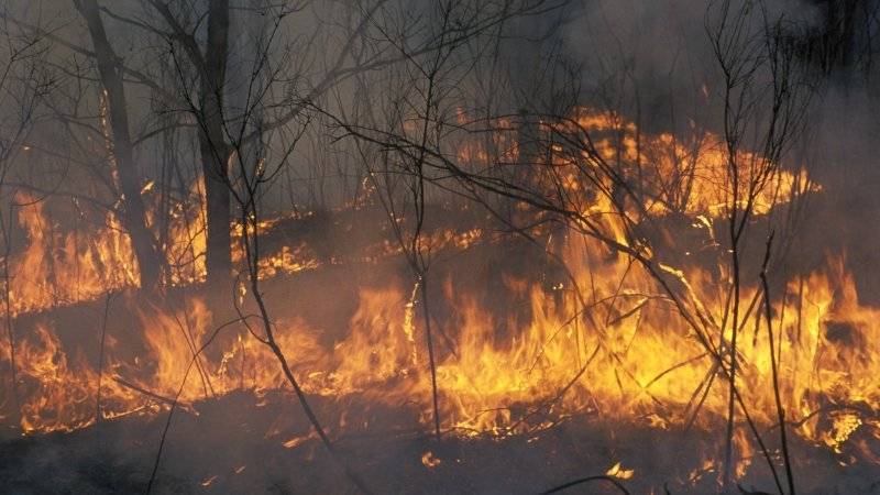 Площадь лесных пожаров в Сибири составила 1,5 миллиона гектаров