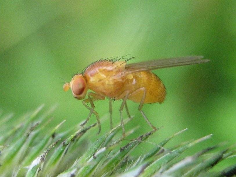 Выявлены генетические основы долгожительства у мух-дрозофил