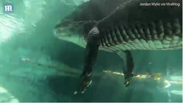 Британец снял на видео опасный трюк со смертоносным аллигатором