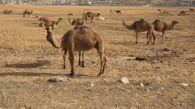 74-летний еврей из Негева пойдет под суд из-за сбежавшего верблюда