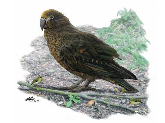 Найдены останки крупнейшего попугая в истории