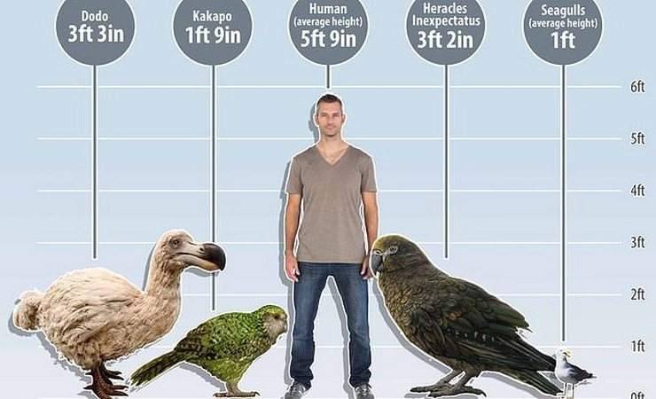 В Новой Зеландии нашли останки огромного попугая, жившего более 20 млн. лет назад