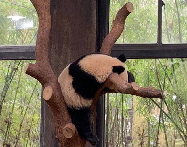 В Китае открылся первый ночной зоопарк