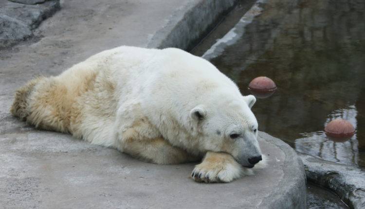 Белые медведи на Чукотке вышли к людям на месяц позже обычного