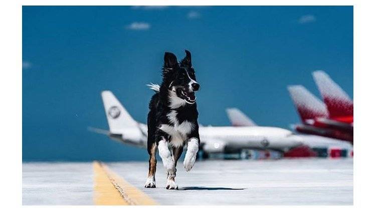 Символ аэропорта "Симферополь" - собака Алиса - официально вышла "на работу"