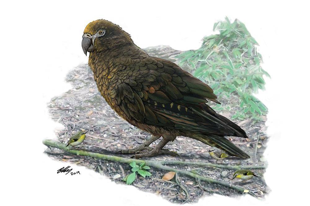В Новой Зеландии палеонтологи нашли останки попугая ростом в один метр
