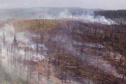Площадь природных пожаров в России увеличилась