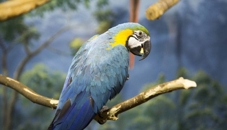 Останки огромного попугая обнаружили ученые в Новой Зеландии