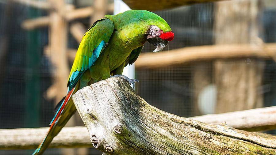 Останки гигантского попугая обнаружили в Новой Зеландии