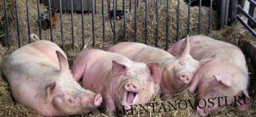 Как скажется АЧС в Китае на мировом рынке свинины