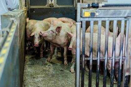 Электричество убило тысячу свиней в российском регионе