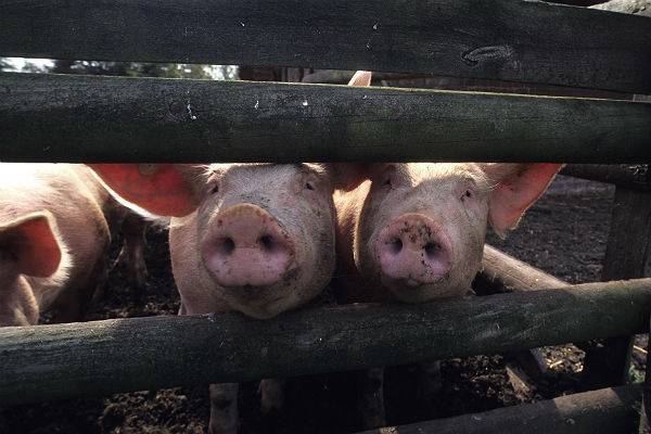 На тюменской ферме удар током убил тысячу свиней