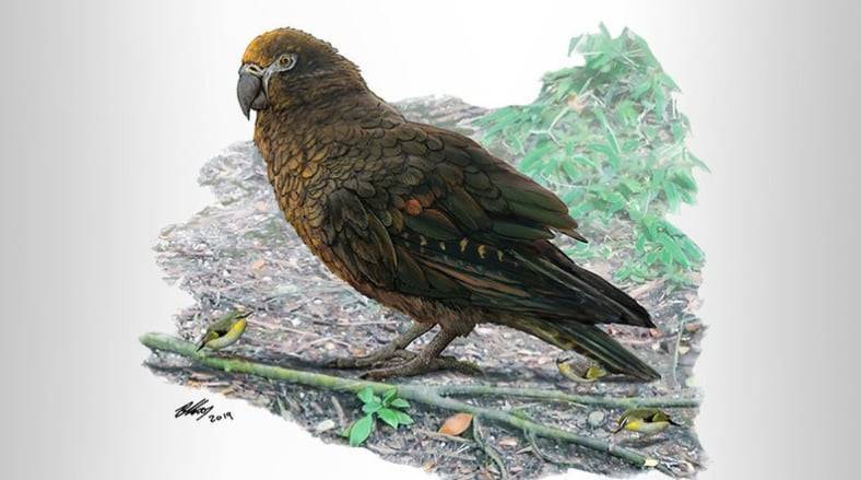 Метр в высоту: ученые нашли останки огромного попугая (фото)