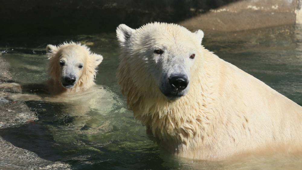Необычная "юбка": В пермском зоопарке белого медведя пришлось спасать от игрушки