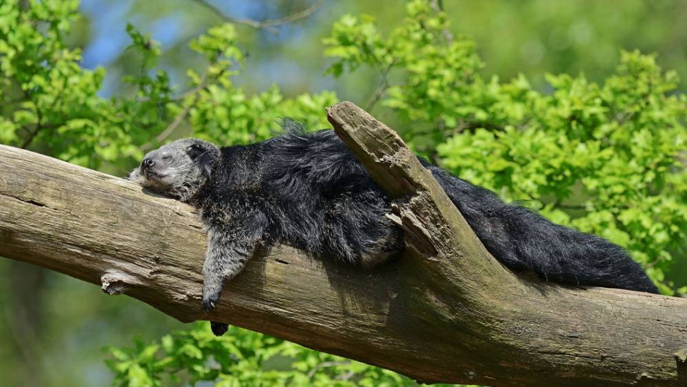 Кричит как кошка, но все-таки медведь: В московском зоопарке появился экзотический жилец