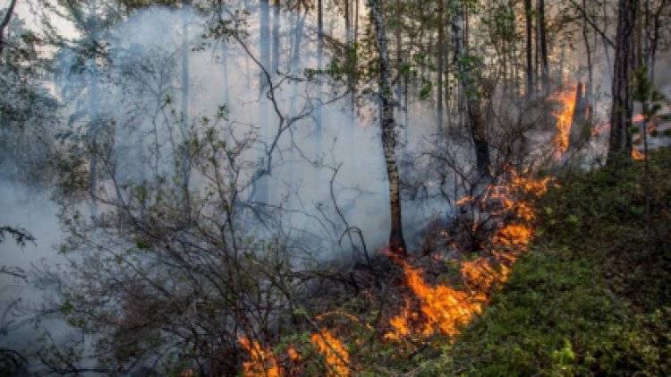 Авиация Минобороны за сутки сбросила 265 тонн воды на горящий лес в Иркутской области