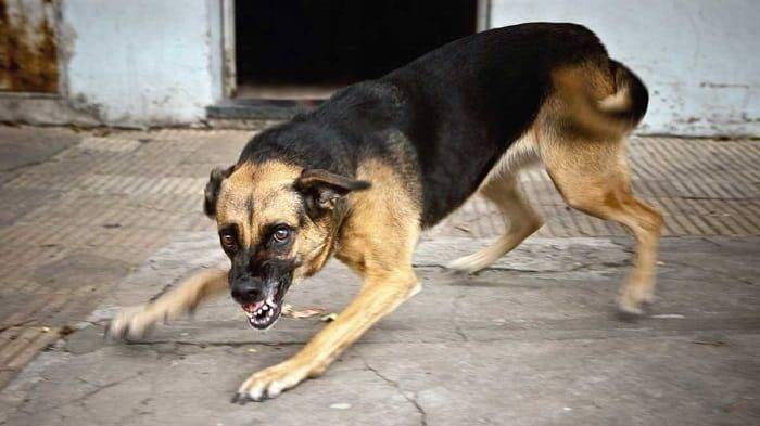 Нехороший мальчик: в Уфе домашний пес загрыз насмерть женщину – РИА «7 новостей»